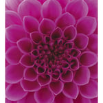 Dimex Tapet Pink Dahlia - Non Woven 225x250 cm