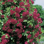 Omnia Garden Storblommig Klätterros Flammentanz Röd Rosa "Flammentanz", 10-pack GTG28040-10
