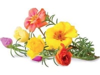 Click And Grow Click & Grow Smart Garden Refill Moss Rose 3Pcs