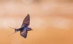 Barn Swallow With Building Material For The Nest Poster 70x100 cm