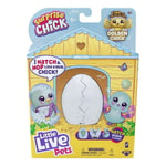 Little Live Pets Surprise Chick Hatching Toy  Blue Box