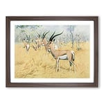 W Kuhnert Grant's Gazelle Vintage Framed Wall Art Print, Ready to Hang Picture for Living Room Bedroom Home Office Décor, Walnut A2 (64 x 46 cm)