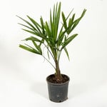 Omnia Garden Väderkvarnspalm Trachycarpus fortunei (Chamaerops excelsa), 30/40 cm GTG50162