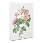 Tomentose Rose In Pink By Pierre Joseph Redoute Vintage Canvas Wall Art Print Ready to Hang, Framed Picture for Living Room Bedroom Home Office Décor, 24x16 Inch (60x40 cm)