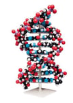 Stor DNA-modell levereras som kit