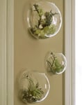 EssenceLiving Set of 3 Wall Hanging Glass Bubble Terrariums Indoor Plants Planters Wall Mounted Glass Vase Mini Aquarium Air Plant Holder Wall Decor(Mixed size)