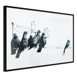 Plakat - Xenophobic Pigeons - 45 x 30 cm - Sort ramme