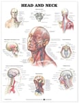 Plansch med kraniets innehåll samt muskler, blodkärl & nerver i ansiktet & på halsen engelska
