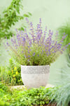 Kantnepeta Kit Cat', 6-p