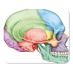 Mousepad Computer Notepad Office The Bones of Cranium Head Skull Individual and Their Home School Game Player Computer Worker Inch