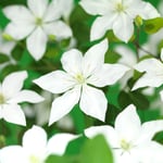Omnia Garden Klätterväxt Klematis SoMany White Flowers 40-60 cm GTG23669-5
