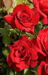 Storblommig ros 'Erotika' 1-p