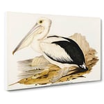 Australian Pelican By Elizabeth Gould Vintage Canvas Wall Art Print Ready to Hang, Framed Picture for Living Room Bedroom Home Office Décor, 20x14 Inch (50x35 cm)