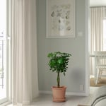 IKEA IKEA MUSKOTBLOMMA kruka med fat, inom-/utomhus terrakotta, 19 cm, cm 19 cm