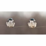 Pelcasa Birds On A Wire Poster