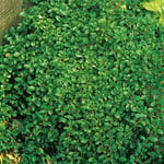 Omnia Garden Prydnadsbuske Småbladigt Krypoxbär Cotoneaster radicans Eichholz, 10-pack GTG20540-10