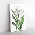Big Box Art Caribbean Spider-Lily Flowers by Pierre-Joseph Redoute Canvas Wall Art Print Ready to Hang Picture, 76 x 50 cm (30 x 20 Inch), White, Beige, Green