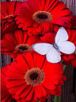 FGYHJ 5D DIY Diamond Painting Accessories Embroidery Paintings Gerbera and white butterflyGift for Home Wall Decor-No Frame-50 * 60cm