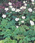 Höstanemon 'Honorine Jobert' 1-p