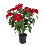 Mr Plant, Julstjärna 70 cm Röd