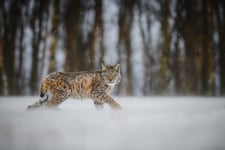The Eurasian lynx (Lynx lynx) Poster 50x70 cm