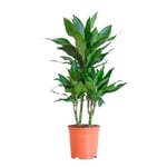 BloomPost Dracaena Janet Lind - 90-100 cm Plante d'Intérieur - Plantes d'Intérieur Faciles d'Entretien Pour la Maison et le Bureau - Plante Purificatrice d'Air - Dans le Pot de Culture