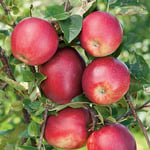 Omnia Garden Äppelträd Summerred Svagväxande Äpple miniträd B9, co, inkl. uppbindnings kit GTG25165U