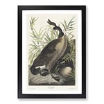 Big Box Art Canada Goose by John James Audubon Framed Wall Art Picture Print Ready to Hang, Black A2 (62 x 45 cm)