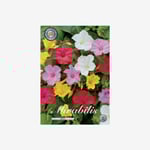 Underblomma, blandade färger