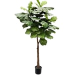 Mr Plant, Fiolfikus kruka 180 cm
