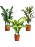 Indoor Plant Mix - 3 Plants - House / Office Live Potted Pot Plant Tree (Mix C)