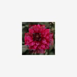 Dahlia, Purple Haze