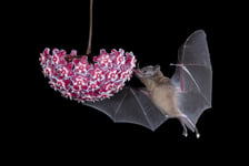 Bat Eating From Flower Poster 50x70 cm