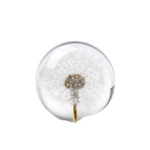In Flore Dandelion Pappersvikt Vit