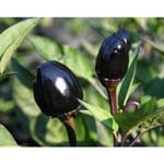 Chili Black Olive 10 St Frön (ekologisk)
