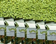 100g Herkules Hop Pellets - 2021 Crop. Cold Stored CO2 Flushed for Freshness- Home Brew Hops for Beer Brewing.
