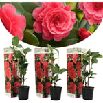 Plant In A Box - Camellia japonica - Set de 3 - Rouge - Roses - Pot 9cm - Hauteur 25-40cm - Rouge