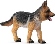 Valp Av Schäfer Från Alsatian Shepherd