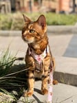 Cat Strap Victorian Størrelse 1 - Katt - Halsbånd, kobbel og sele - Katteseler, bil- og sikkerhetsseler - Gustaf och Evita