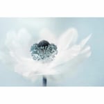 Pelcasa Candy Floss Poster