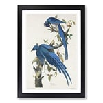 Big Box Art Columbia Jay by John James Audubon Framed Wall Art Picture Print Ready to Hang, Black A2 (62 x 45 cm)