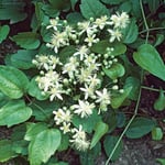 Omnia Garden Klätterväxt Vit Skogsklematis 40-60 cm Clematis vitalba, 3-pack GTG23895-3