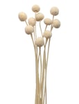 Dried Flowers Golden Ball Red White Cooee Design