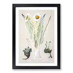Big Box Art White Mountain Musk Flowers by Sarah Featon Framed Wall Art Picture Print Ready to Hang, Black A2 (62 x 45 cm)