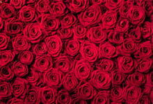HD 7x5ft Polyester Photography Backdrop Romantic Red Rose Flowers Love Happy Valentine s Day Photo Background Backdrops for Photography Photo Shoots Party Kids Portrait Photo Studio Props