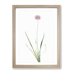 Mouse Garlic Flower By Pierre Joseph Redoute Vintage Framed Wall Art Print, Ready to Hang Picture for Living Room Bedroom Home Office Décor, Oak A4 (34 x 25 cm)