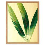 Modern Fan Palm Tree Leaf Detail Study Illustration Art Print Framed Poster Wall Decor 12x16 inch