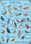 A-Z of Birds small steel sign 200mm x 150mm (og)