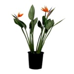 Strelitzia Reginea - Papegojblomma - Med blomma! - ⌀27cm - Höjd 80-100cm