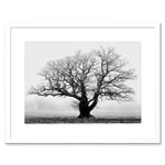 Black and White Nature Photograph of an Old Branchy Tree in a Misty Morning Landscape Framed Wall Art Print Picture 12X16 inch